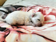 Chihuahua Welpen mit Schweizer Stammbaum 