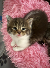 Maine Coon  Kitten zu verkaufen 