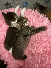 Maine Coon  Kitten zu verkaufen 