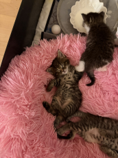 Maine Coon  Kitten zu verkaufen 