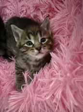 Maine Coon  Kitten zu verkaufen 
