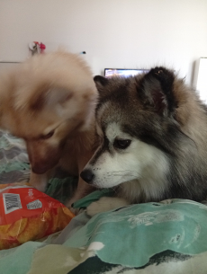 Mittel Spitz