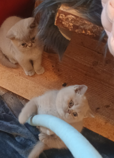 BKH Kitten Mädchen
