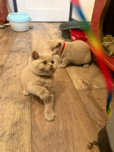 BKH Kitten Mädchen