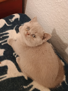 BKH Kitten Mädchen