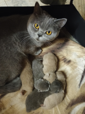 BKH Kitten Mädchen