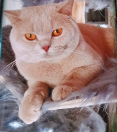 BKH Kitten Mädchen