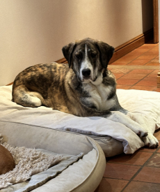 Fanny – sanfte Mastin Espanol Junghündin (9 Monate)