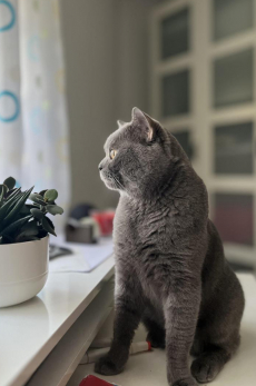 Deckkater BKH, reinrassig, nicht zum Verkaufen!