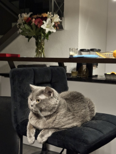 Deckkater BKH, reinrassig, nicht zum Verkaufen!