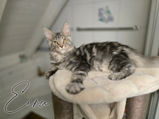 Verschmuste Maine Coon Kitten mit Stammbaum