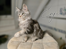 Verschmuste Maine Coon Kitten mit Stammbaum