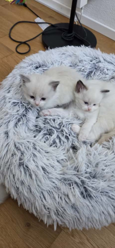 Wunderschöne Ragdoll Kitten – geboren am 24.09.2025