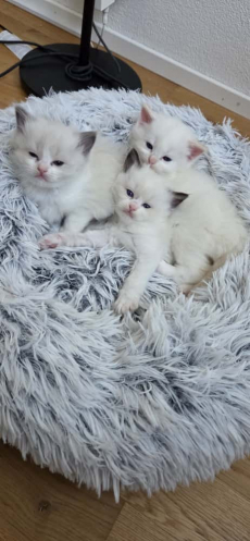 Wunderschöne Ragdoll Kitten – geboren am 24.09.2025