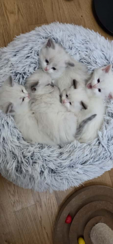 Wunderschöne Ragdoll Kitten – geboren am 24.09.2025