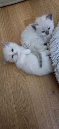 Wunderschöne Ragdoll Kitten – geboren am 24.09.2025