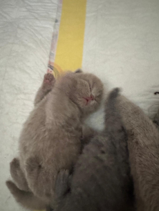 Reinrassige BKH Kitten