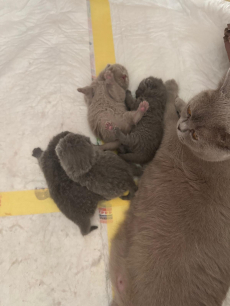 Reinrassige BKH Kitten