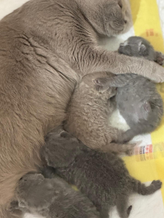 Reinrassige BKH Kitten