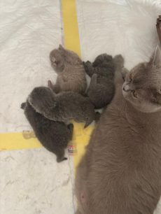 Reinrassige BKH Kitten