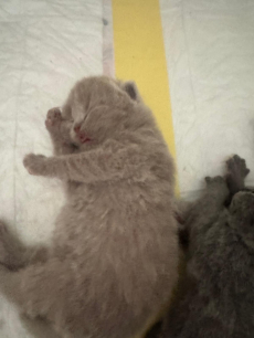 Reinrassige BKH Kitten