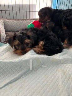 Yorkshire-Terrier-Welpen