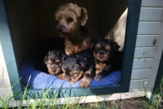 Yorkshire-Terrier-Welpen