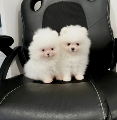 Zwergspitz-pomeranian welpen