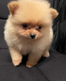 Zwergspitz-pomeranian welpen