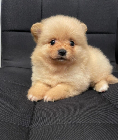 Zwergspitz-pomeranian welpen