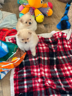 Zwergspitz-pomeranian welpen