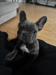 Französische Bulldoggenwelpen