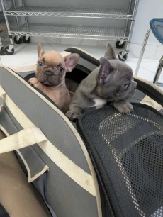 Französische Bulldoggenwelpen