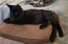 Wunderschöne Maine Coon Kitten mit herausragendem Stammbaum