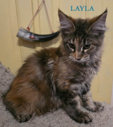 Wunderschöne Maine Coon Kitten mit herausragendem Stammbaum