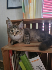 Wunderschöne Maine Coon Kitten mit herausragendem Stammbaum