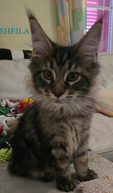 Wunderschöne Maine Coon Kitten mit herausragendem Stammbaum