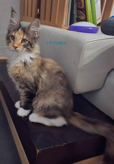 Wunderschöne Maine Coon Kitten mit herausragendem Stammbaum