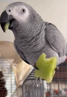 Vollständig zahmer, sehr freundlicher Graupapagei zu verkaufen