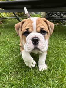 Bulldog Continental (M) reinrassig 