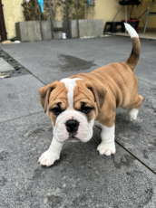 Bulldog Continental (M) reinrassig 