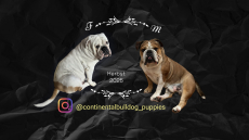 Bulldog Continental (M) reinrassig 