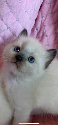 Ragdoll Kitten