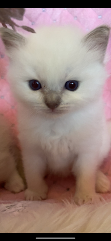 Ragdoll Kitten