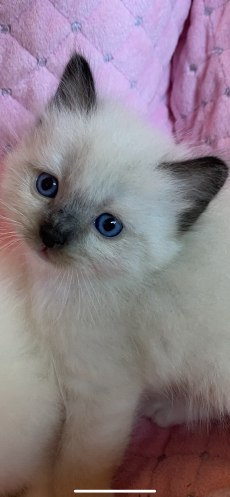 Ragdoll Kitten
