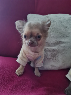 Chihuahua Welpen mit Stammbaum 