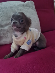 Chihuahua Welpen mit Stammbaum 