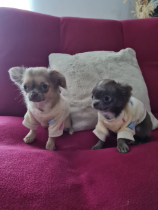 Chihuahua Welpen mit Stammbaum 