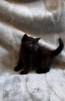 Kitten BKH