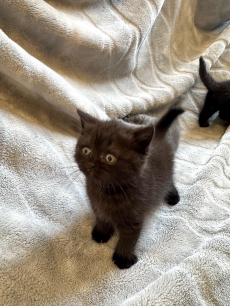 Kitten BKH